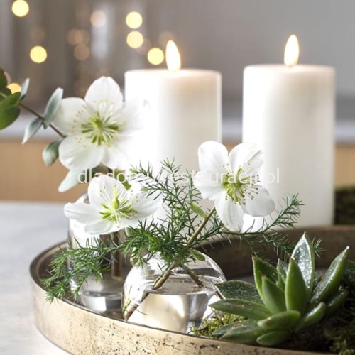 swieca zwyczajna biala fi7.jpg