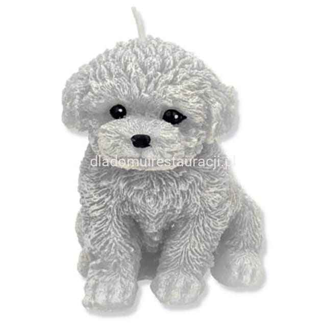swieca-pies-pudel-szary.jpg