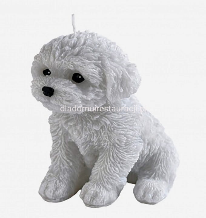 swieca pudel szary.jpg