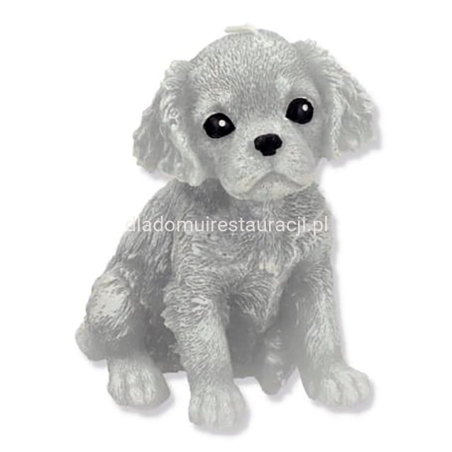 swieca-pies-spaniel-szary.jpg