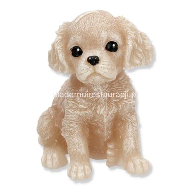 swieca-pies-spaniel-bezowy (1).jpg
